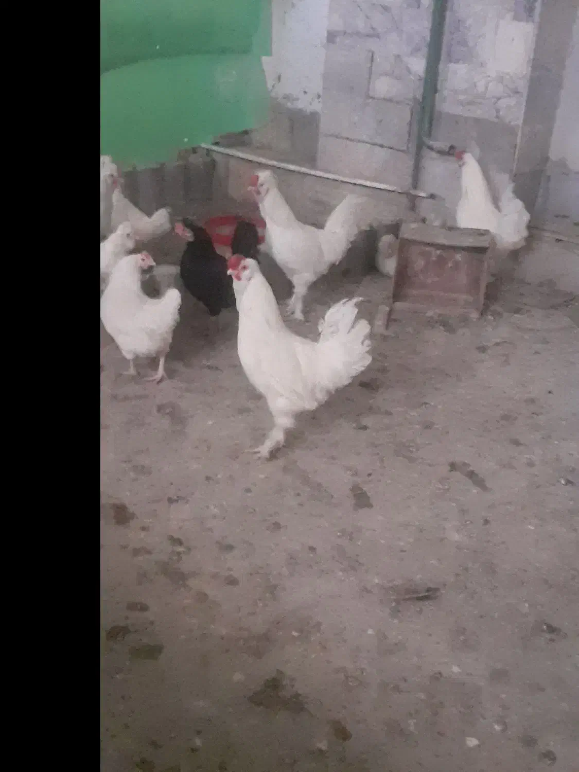 مرغ و خروس سلطان|حیوانات مزرعه|گلمکان, |دیوار