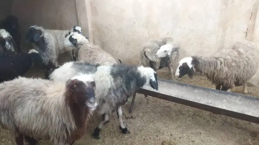 میش داشتی|حیوانات مزرعه|زرقان, |دیوار