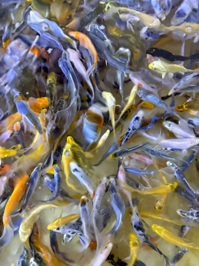 ماهی کوی نژاد دار و غذای کوی|ماهی|کرج, برغان|دیوار