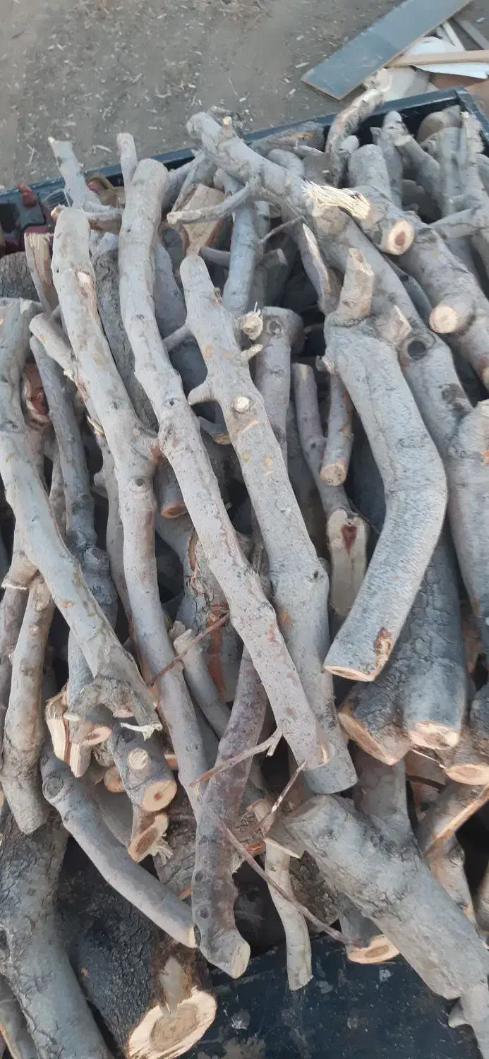 خریدار انواع چوب و کنده|خدمات باغبانی و درختکاری|تربتحیدریه, پائین ولایت|دیوار