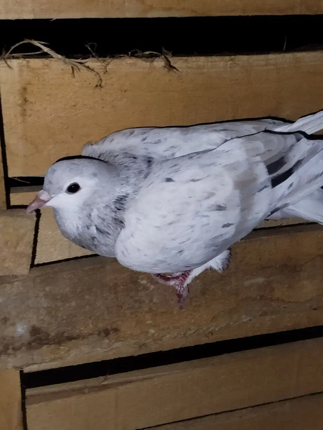 کبوتر پرشی|پرنده|سبزوار, کراب|دیوار