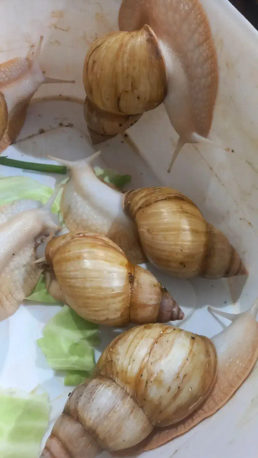 حلزون|خزنده|فسا, |دیوار