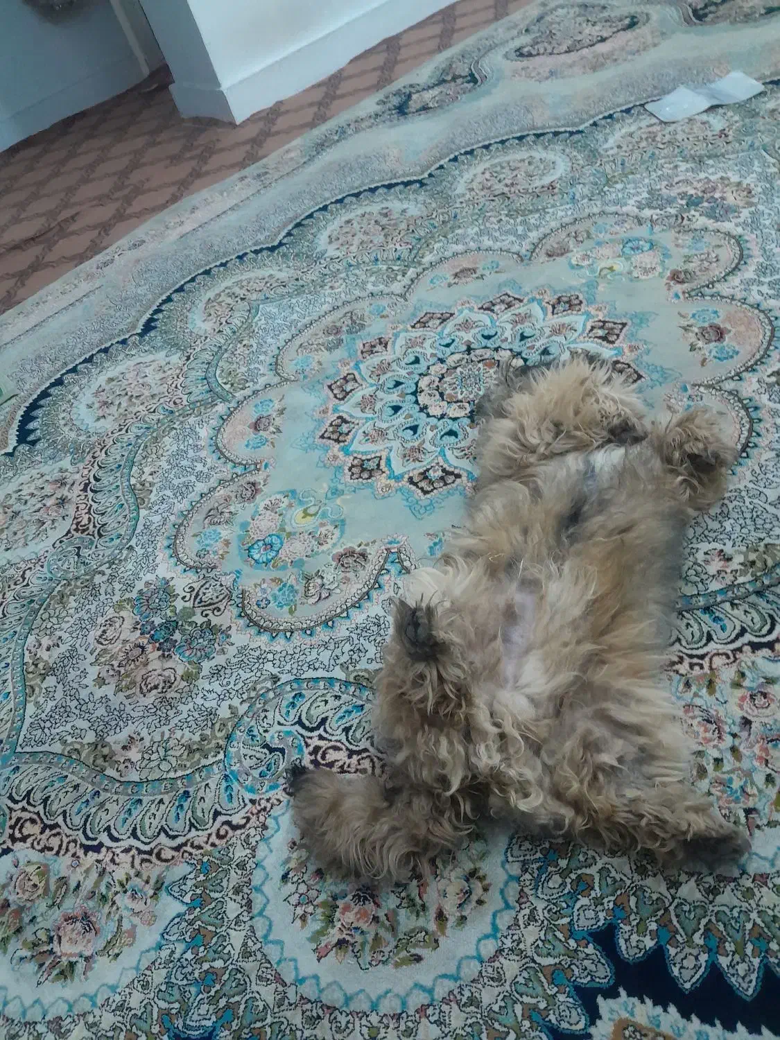 سگ سگ|سگ|مشهد, انقلاب|دیوار