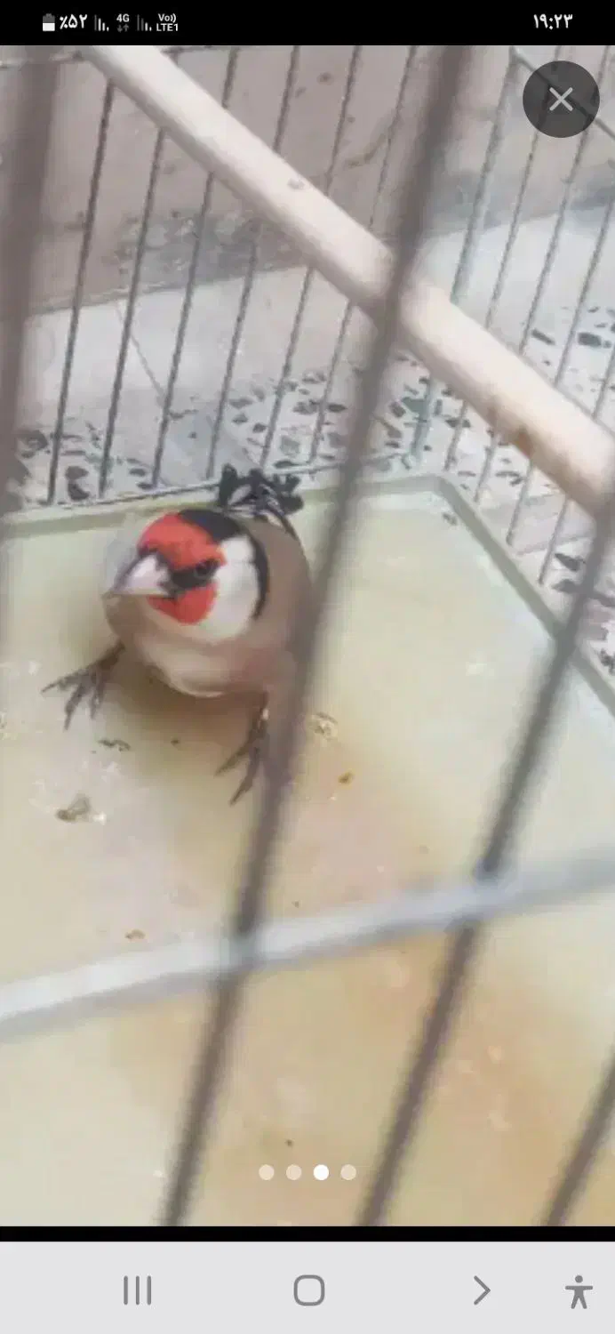 سهره باغی|پرنده|کوهدشت, |دیوار