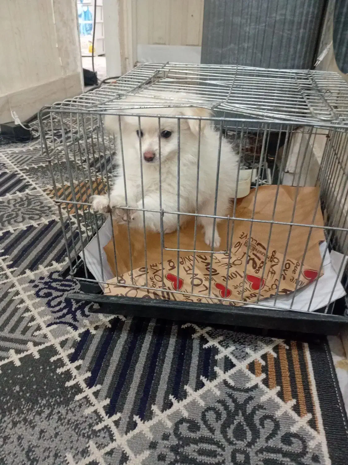 پامر|سگ|تربت جام, اسماعیل آباد|دیوار