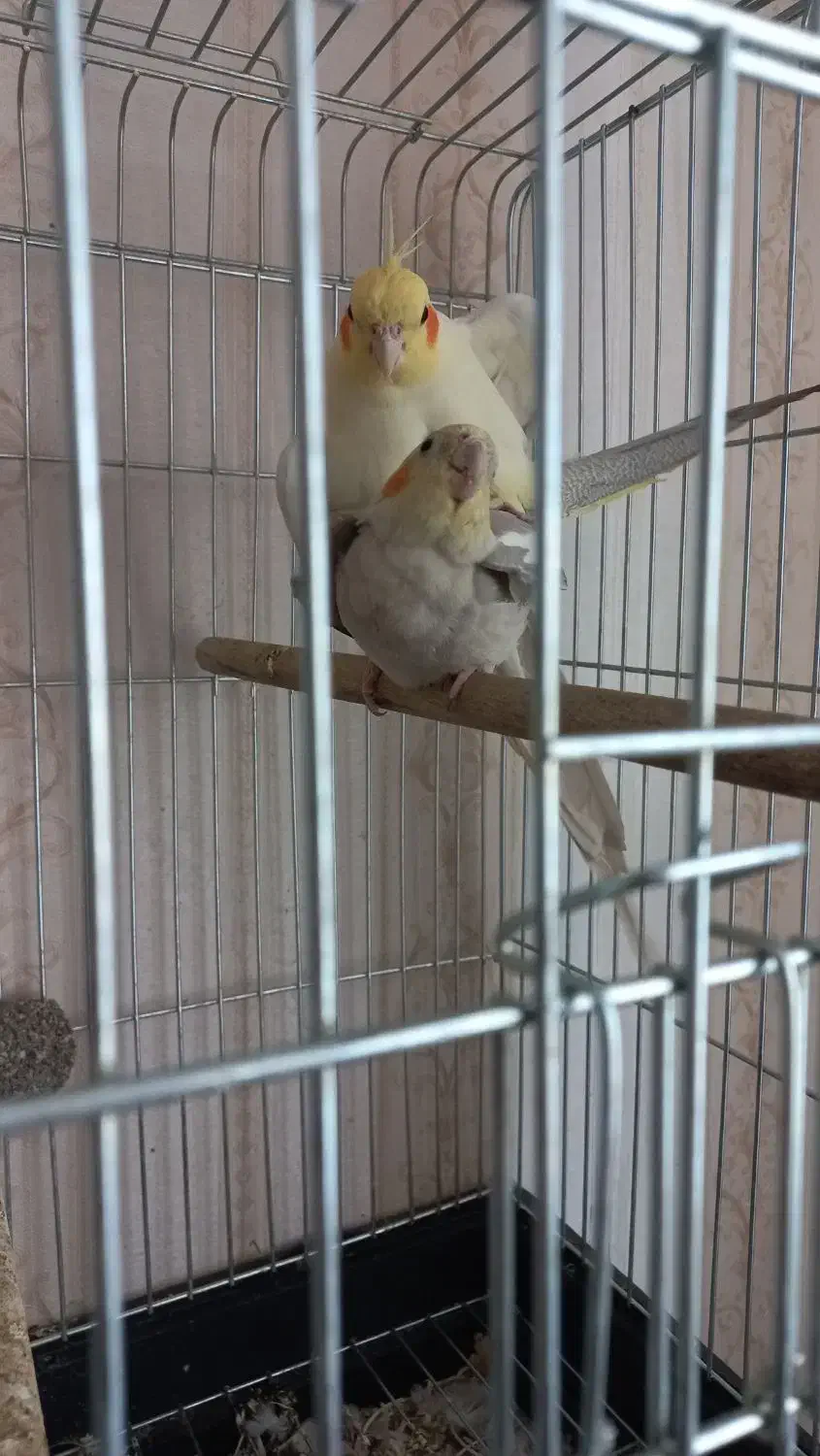 لوتینو نر مست مست آماده جفت گیری|پرنده|صباشهر, |دیوار