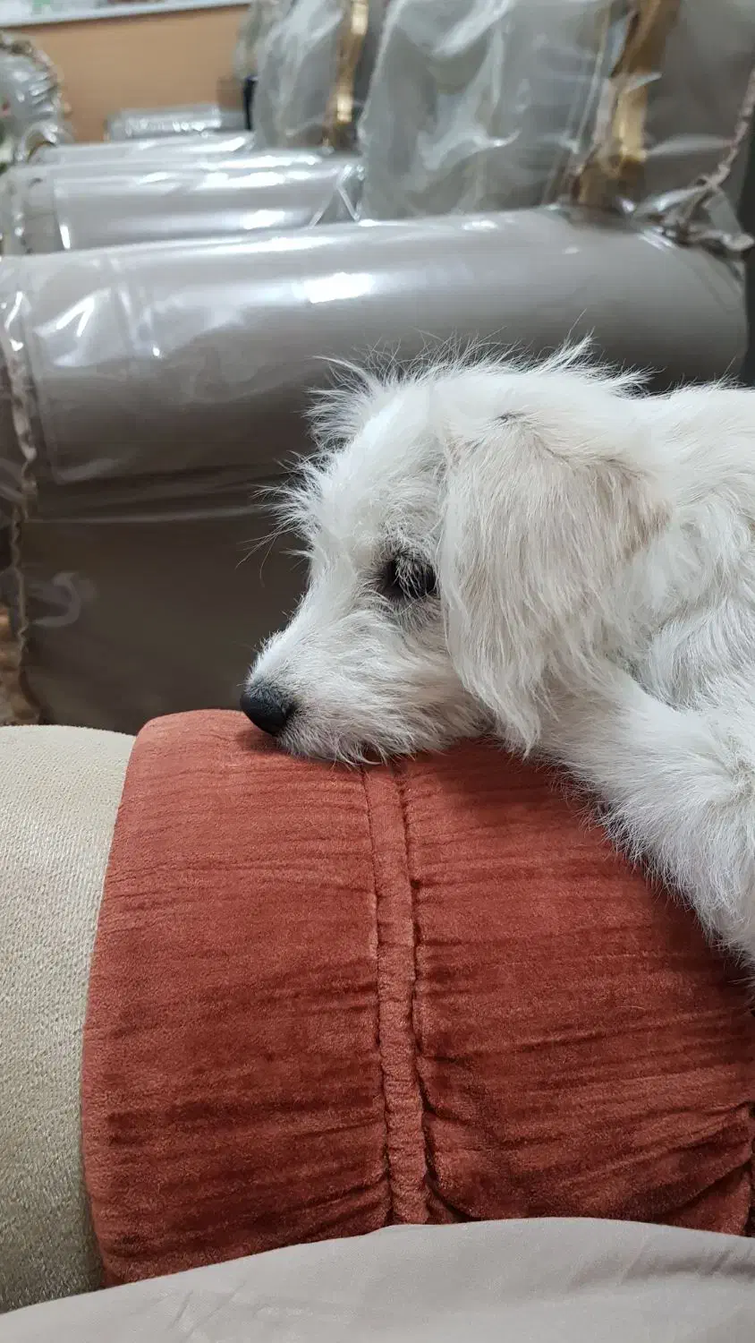 سگ شیتزو|سگ|قم, نخودی|دیوار