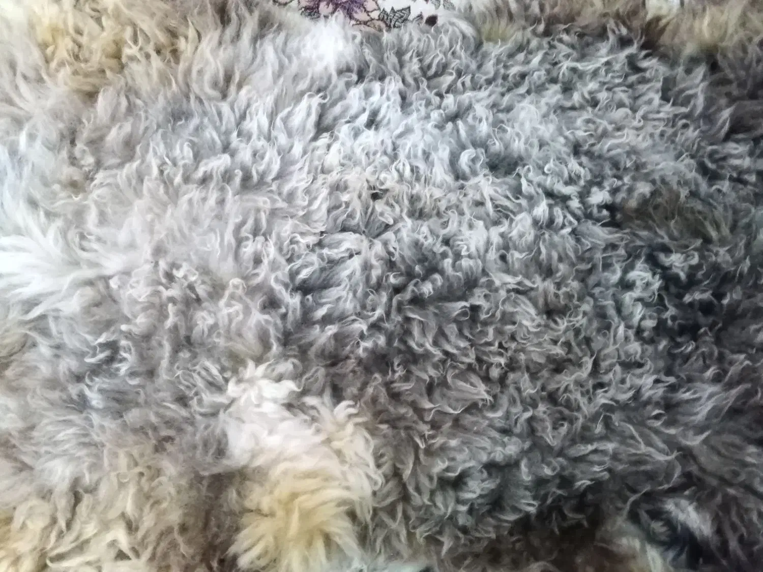 پوست گوسفند|گلیم، جاجیم، گبه|شوشتر, |دیوار