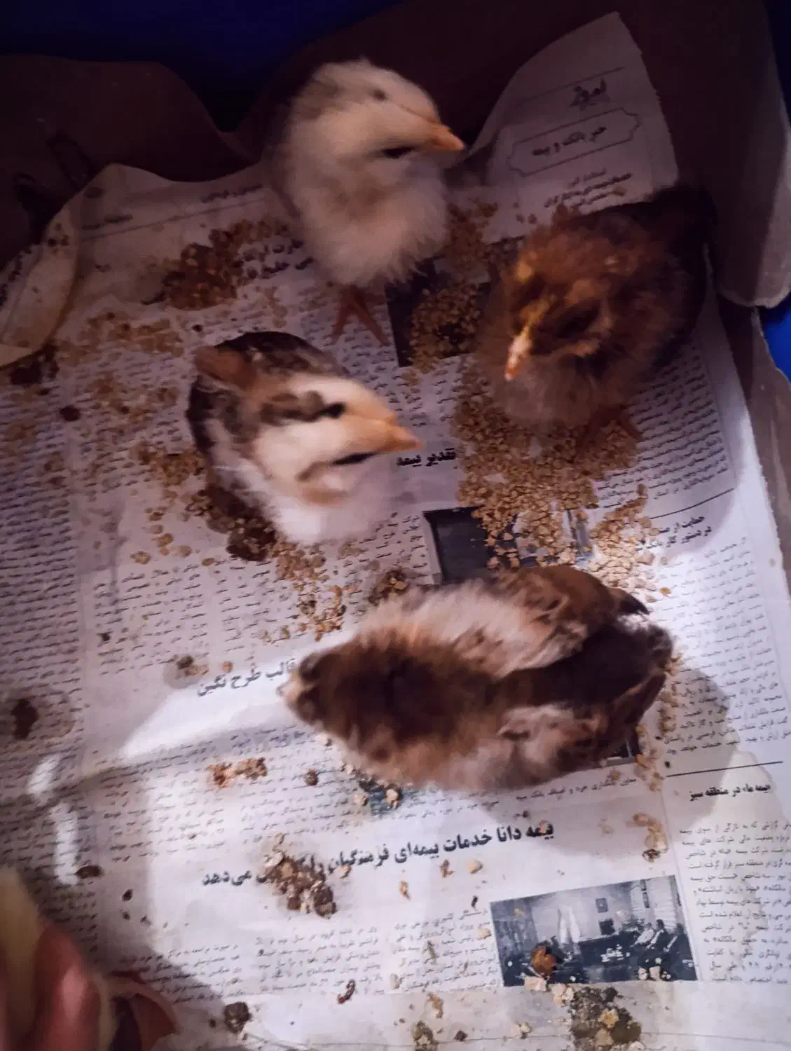 جوجه محلی ۲ هفته ای|حیوانات مزرعه|بهشهر, |دیوار