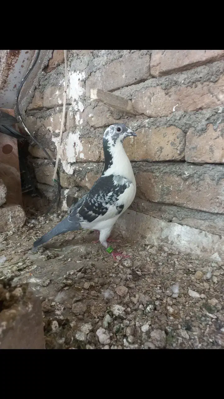 پلاکی گمشده|پرنده|خرم‌آباد, |دیوار