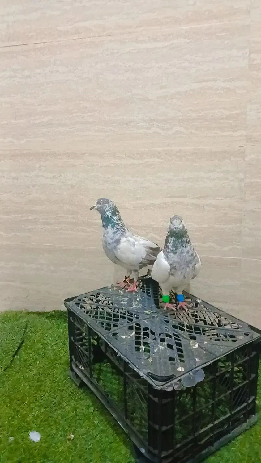 جفت کبوتران نر و ماده سالم هستند یک ساعتی می‌پرند|پرنده|بندرعباس, |دیوار