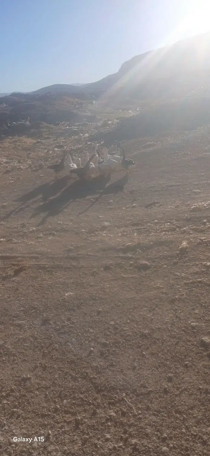 قاز|حیوانات مزرعه|وراوی, |دیوار