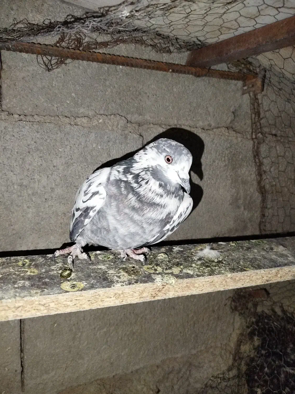 فروشی|پرنده|خانمیرزا, |دیوار