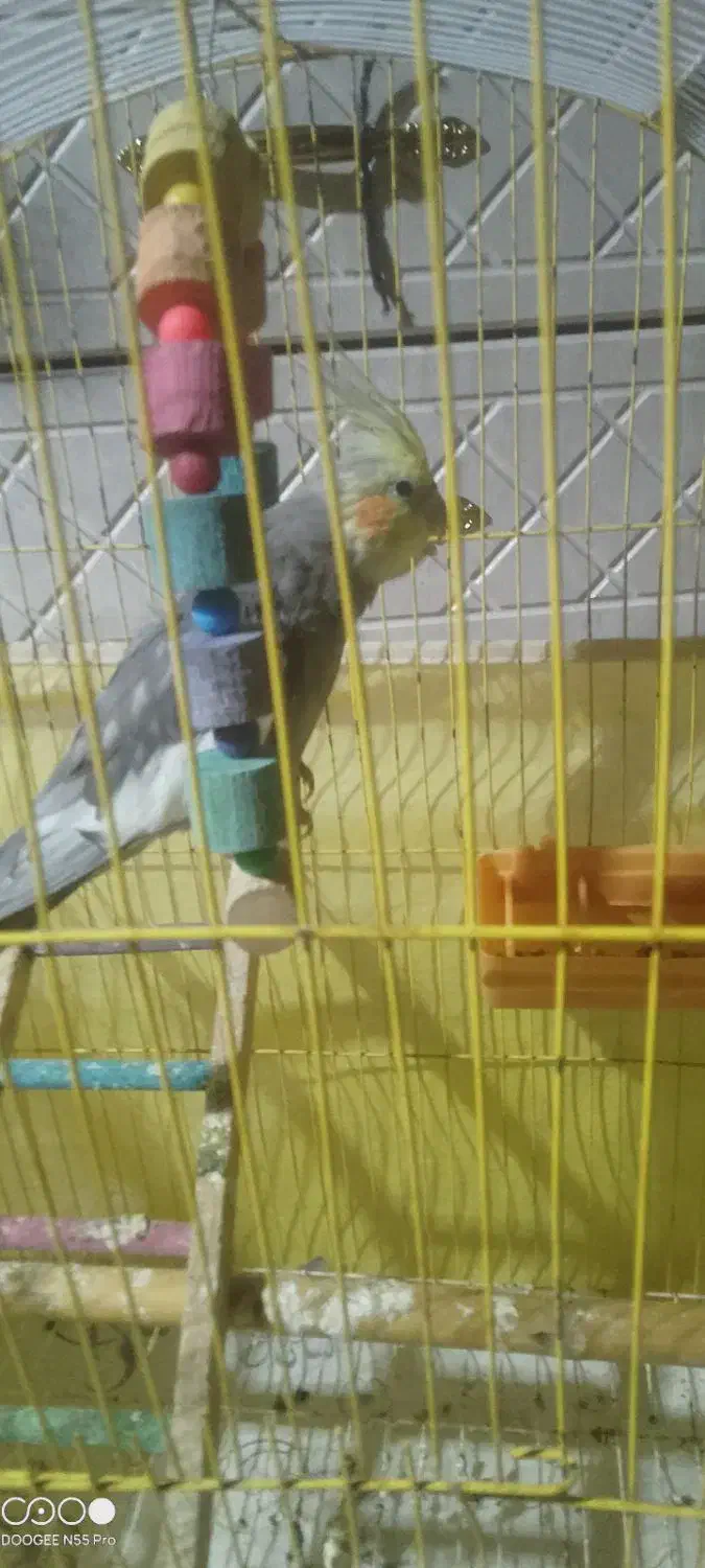 عروس هلندی|پرنده|میناب, |دیوار