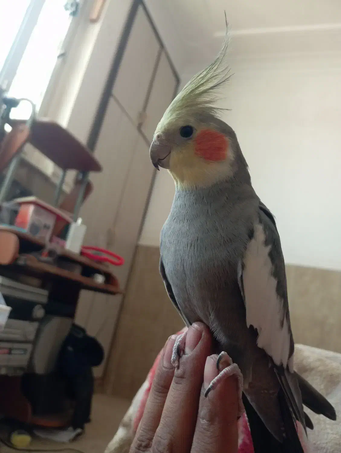 عروسی هلندی نر|پرنده|بندر گناوه, |دیوار