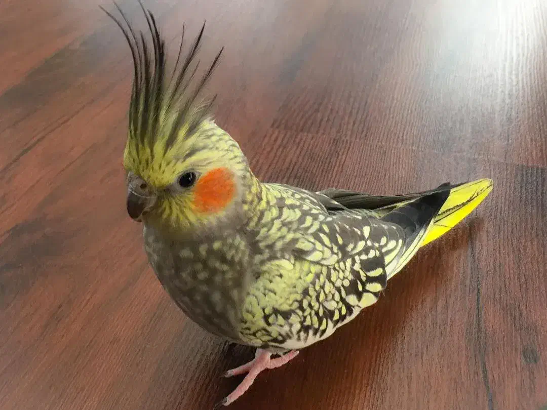 عروس هلندی جوجه سرلاکی|پرنده|سبزوار, جوادیه شرقی|دیوار