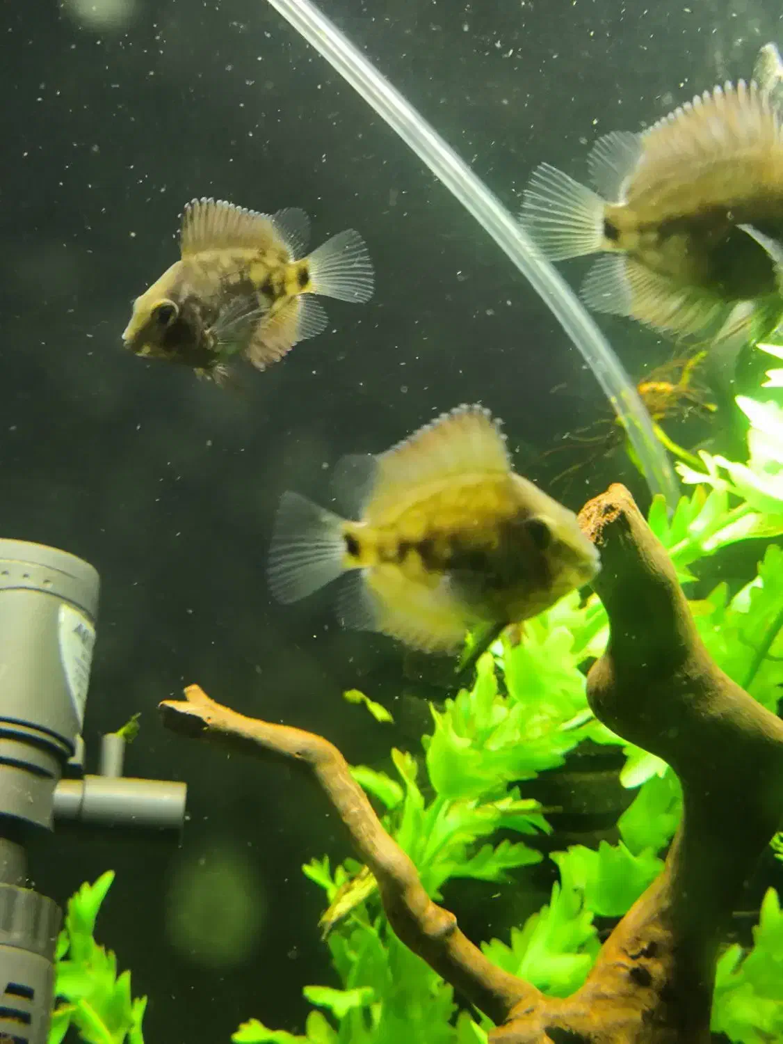 تعدادی ماهی گیاهخوار|ماهی|زابل, |دیوار