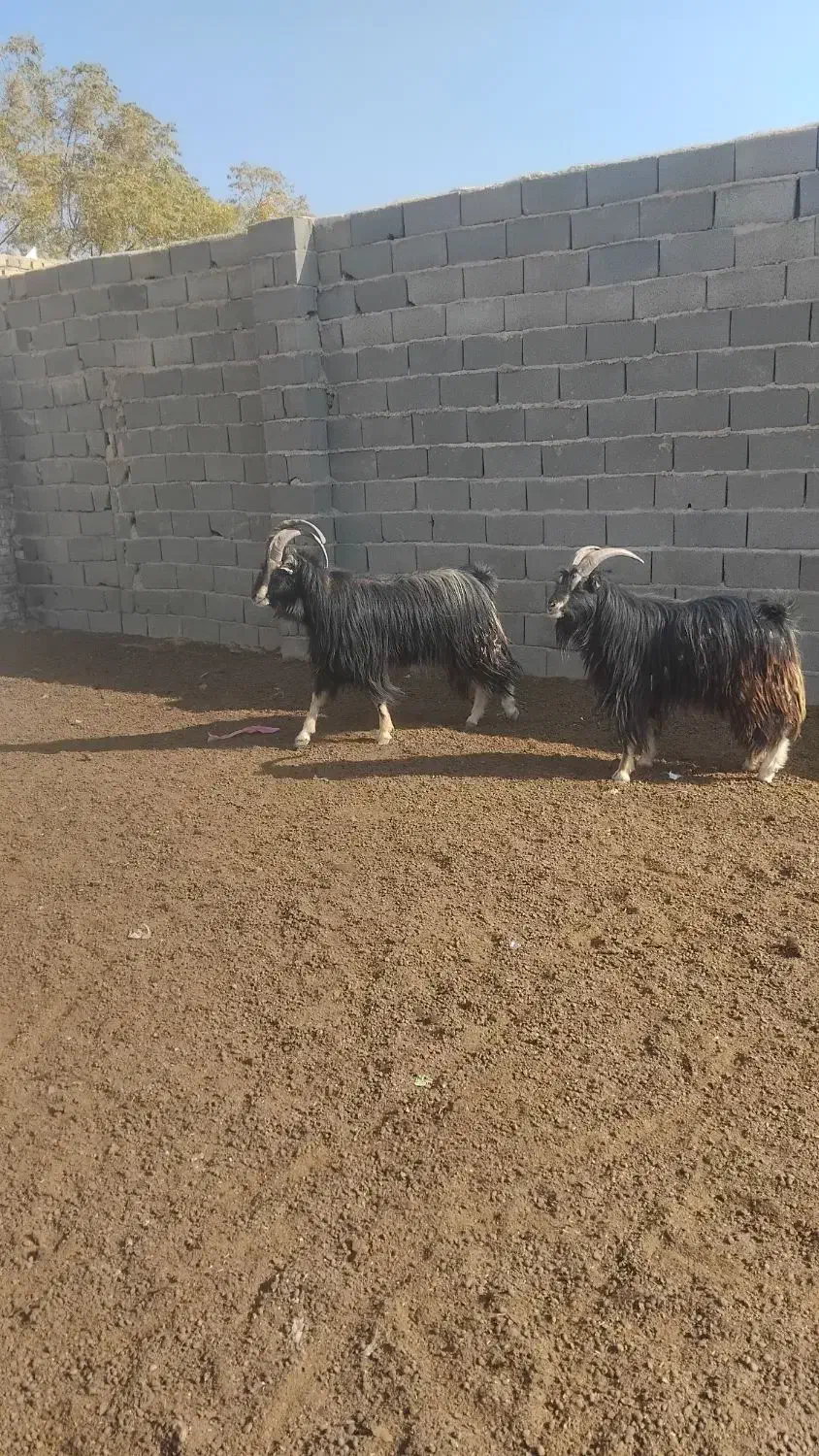 نربز|حیوانات مزرعه|جوادآباد, |دیوار