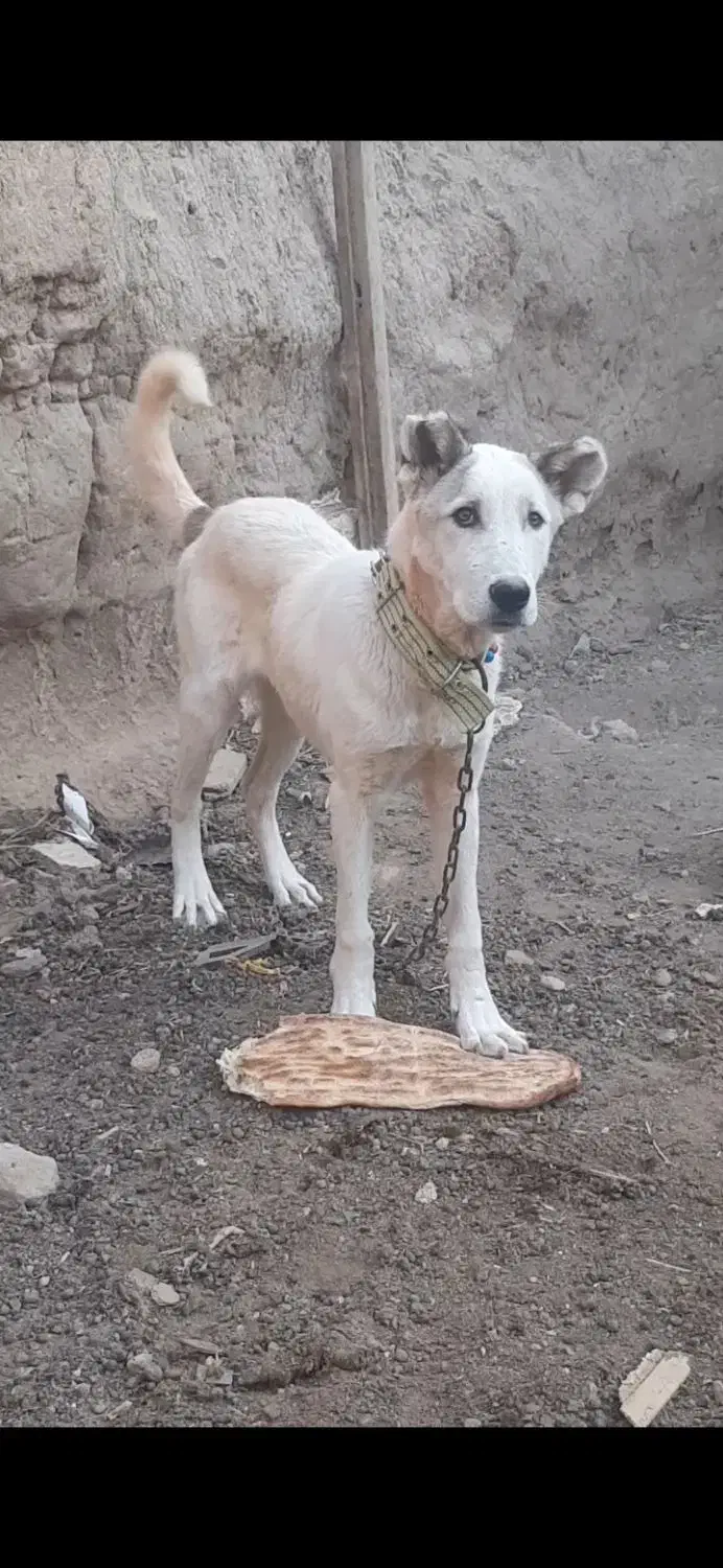 واگذاری سگ|سگ|بسطام, |دیوار