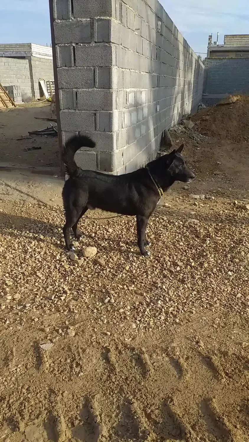 سگ نگهبان|سگ|جهرم, |دیوار