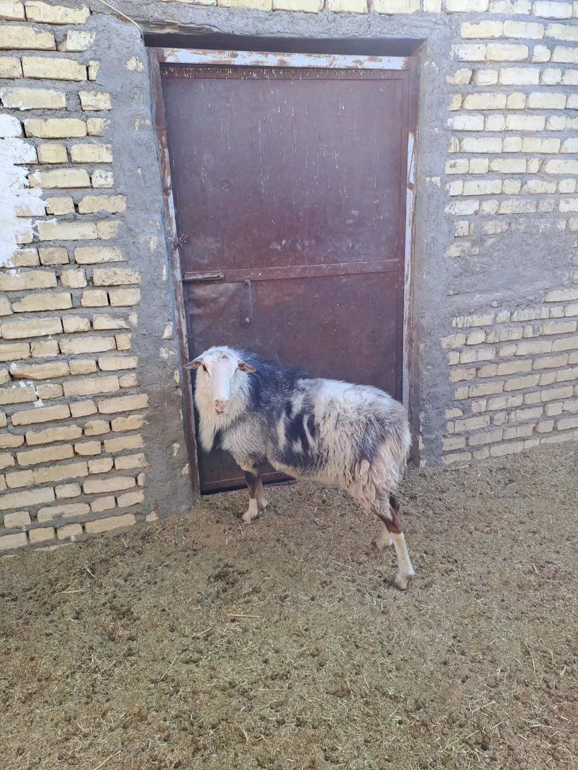 بره نر رومانوف|حیوانات مزرعه|ورزنه, |دیوار