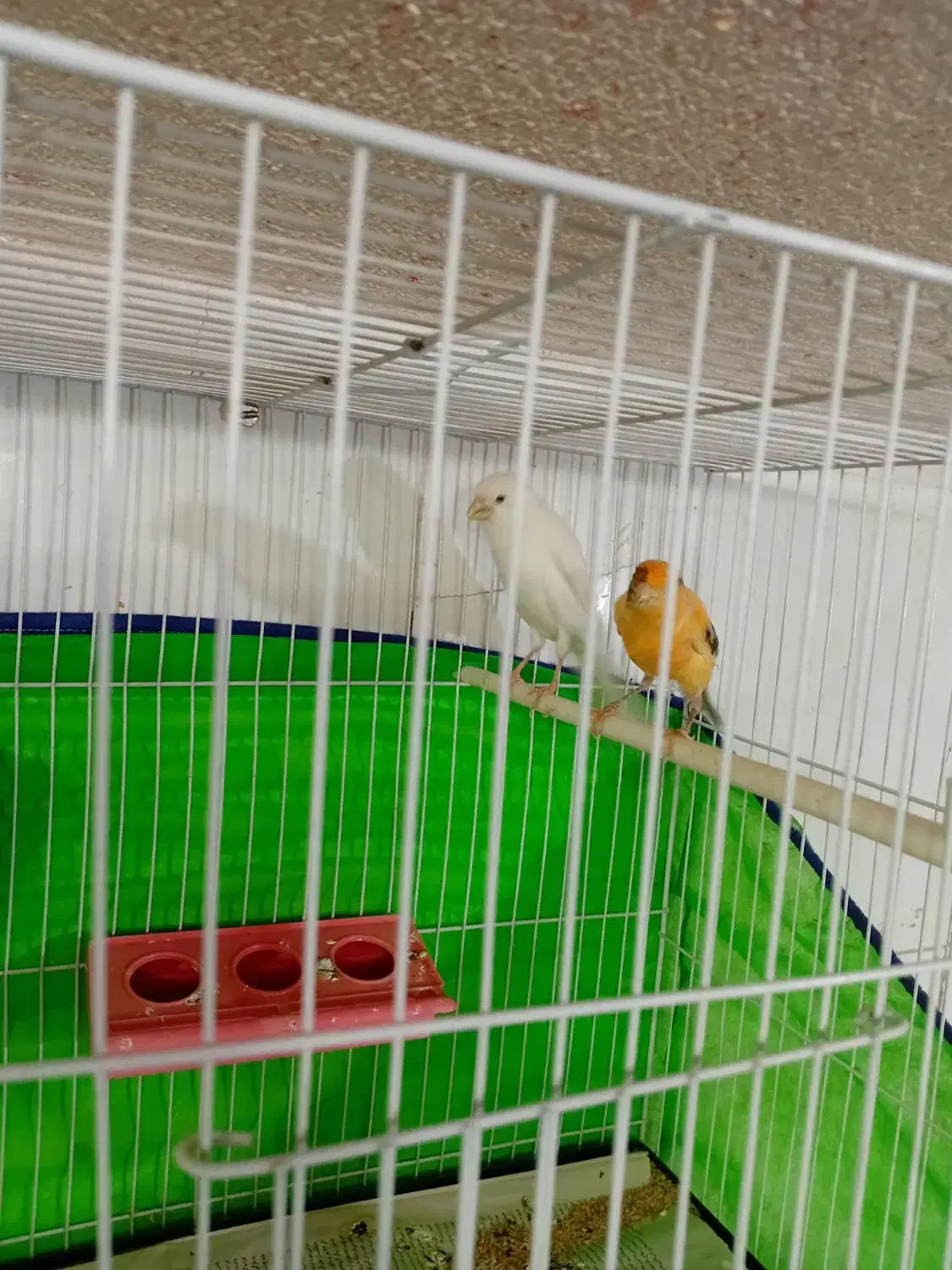 سه جفت قناری تضمینی جوجه رسون دارن آغول گرم میکنن|پرنده|تربت‌حیدریه, باغ سلطانی|دیوار