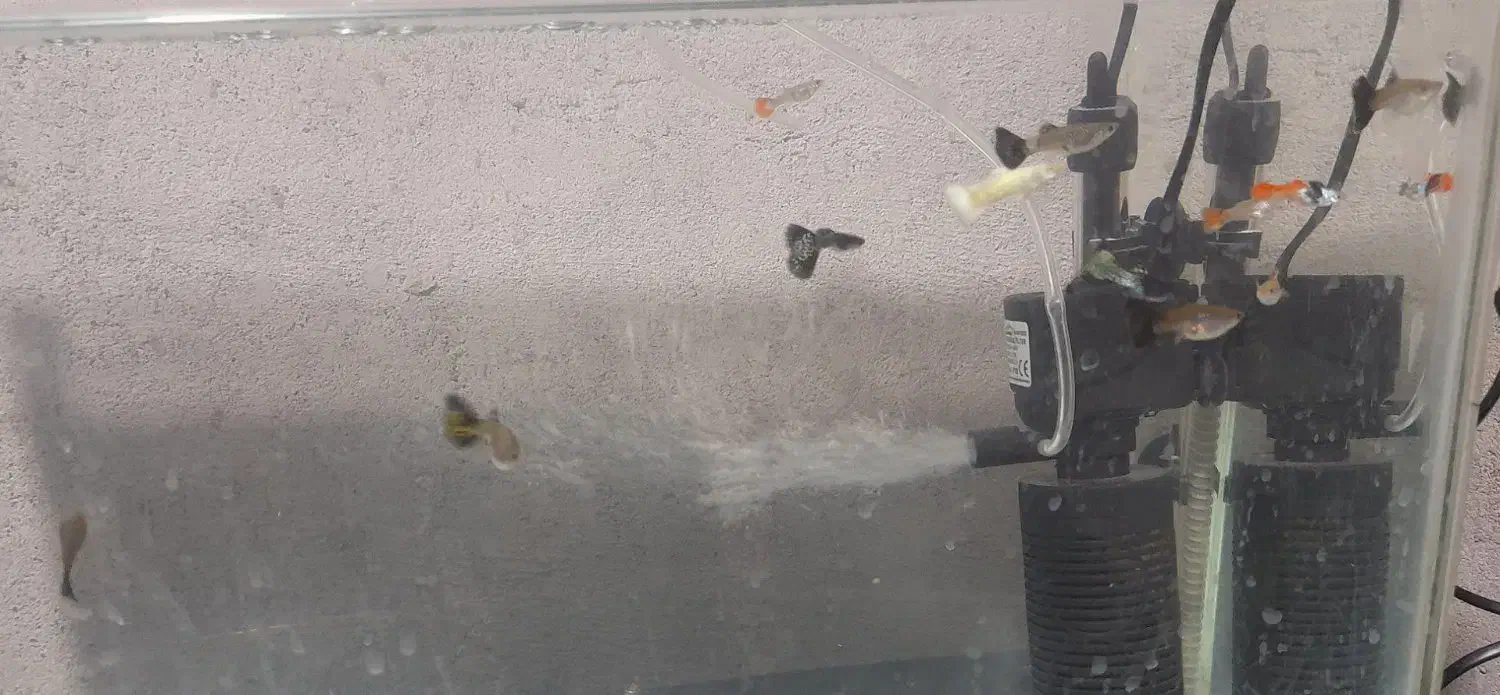 ماهی فروشی|ماهی|میناب, |دیوار