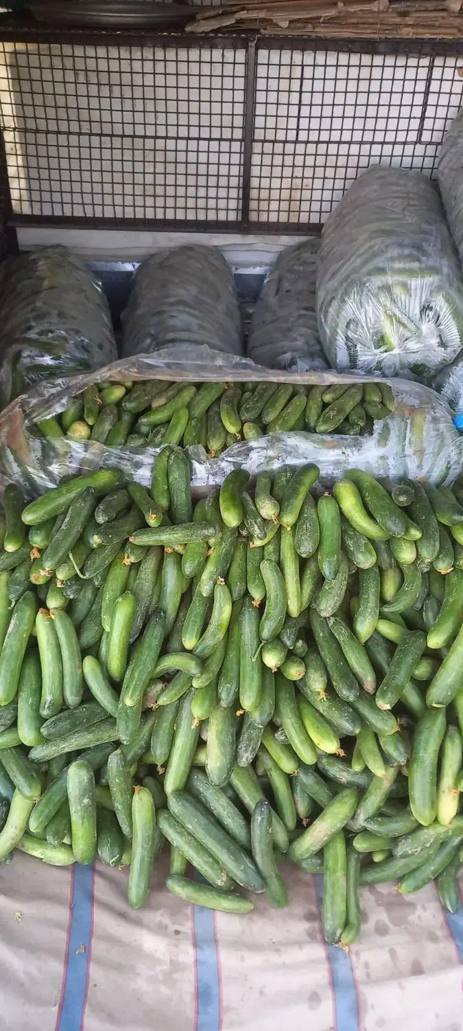 خیار محلی ۲۸ت، ۲۰ت و ۱۵ت|حراج|جهرم, |دیوار