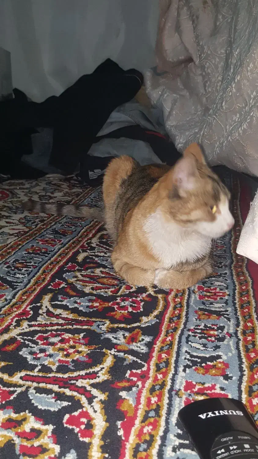 گربه یه هفته هست برنگشته خونه|حیوانات|اردبیل, |دیوار