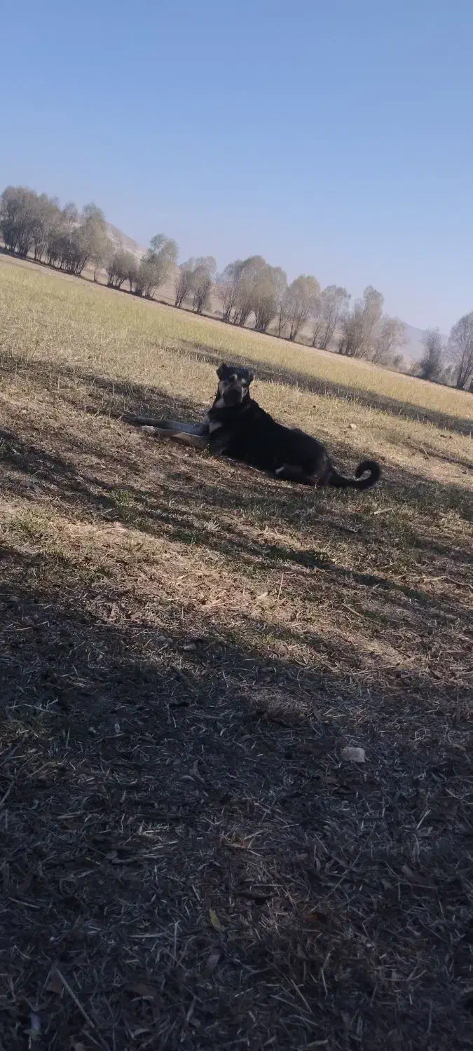 سرابی مناسب برای گله و نگهبانی|سگ|سرعین, |دیوار