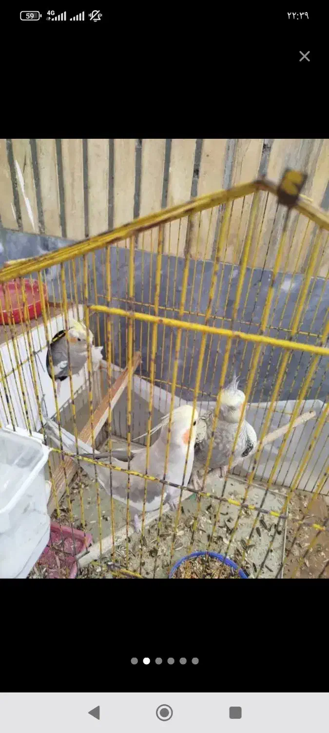 عروس هلندی|پرنده|شاهین‌شهر, بانک استان|دیوار