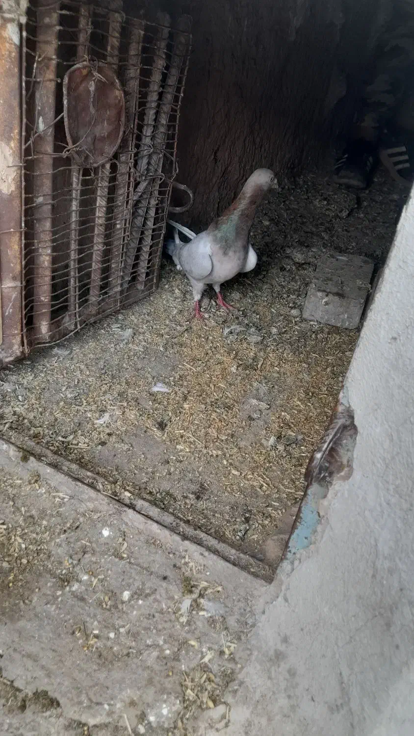 سرونج نربسیار درشت وگزدار نسل قدیم جوون|پرنده|نیشابور, ده حلاج|دیوار