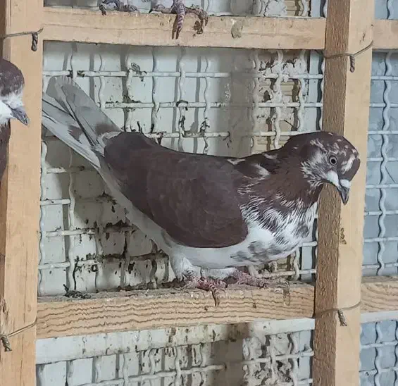 ۸ تا کفتر پرشی حسابی|پرنده|قم, حنیف نژاد|دیوار