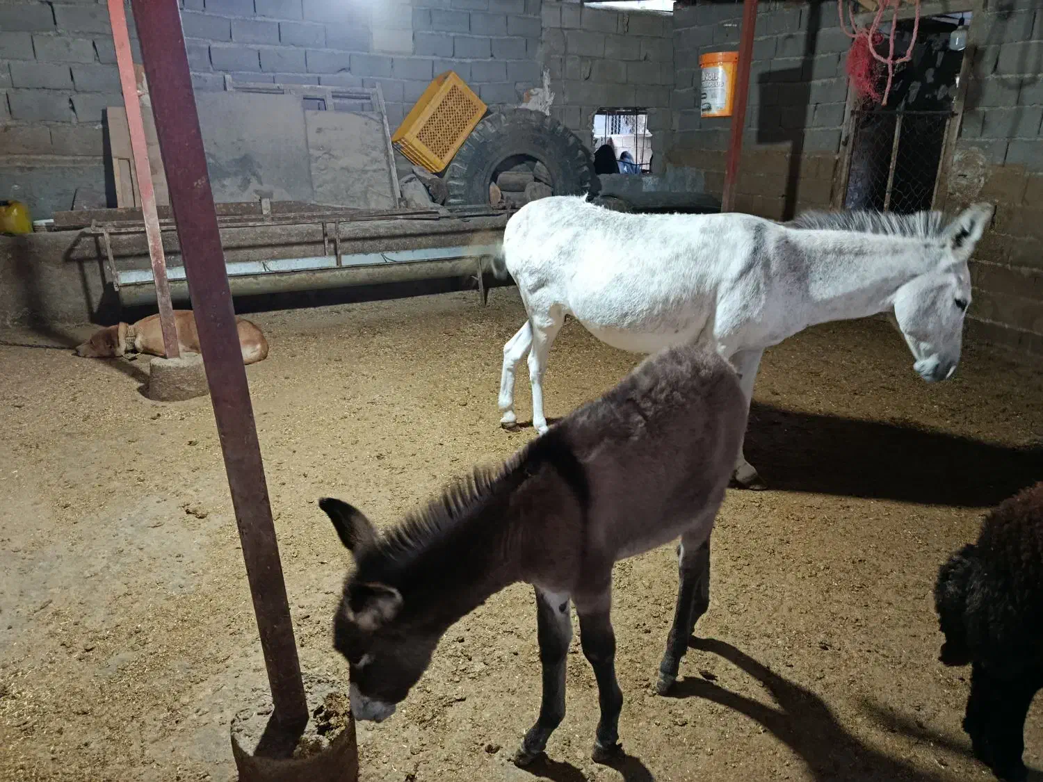 شیر الاغ شیر خر|حیوانات مزرعه|رامیان, |دیوار