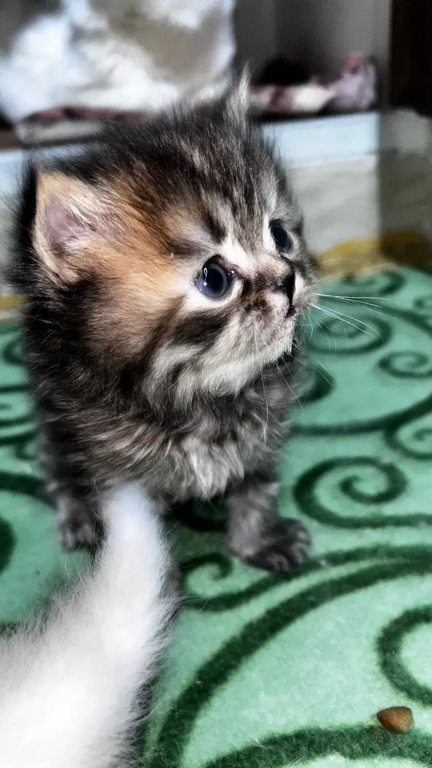 واگرازی گربه پرشین|گربه|شیراز, زند|دیوار