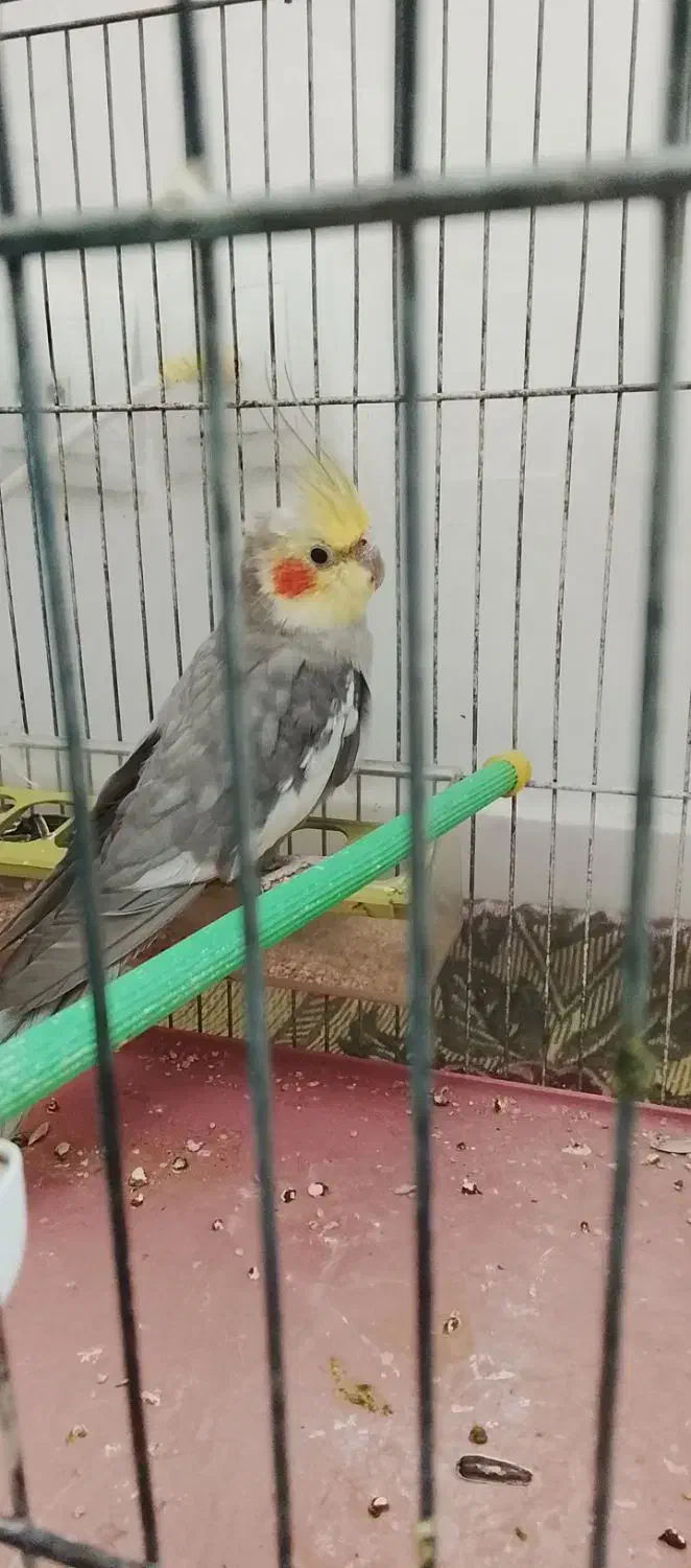 عروس هلندی نر|پرنده|تبریز, |دیوار