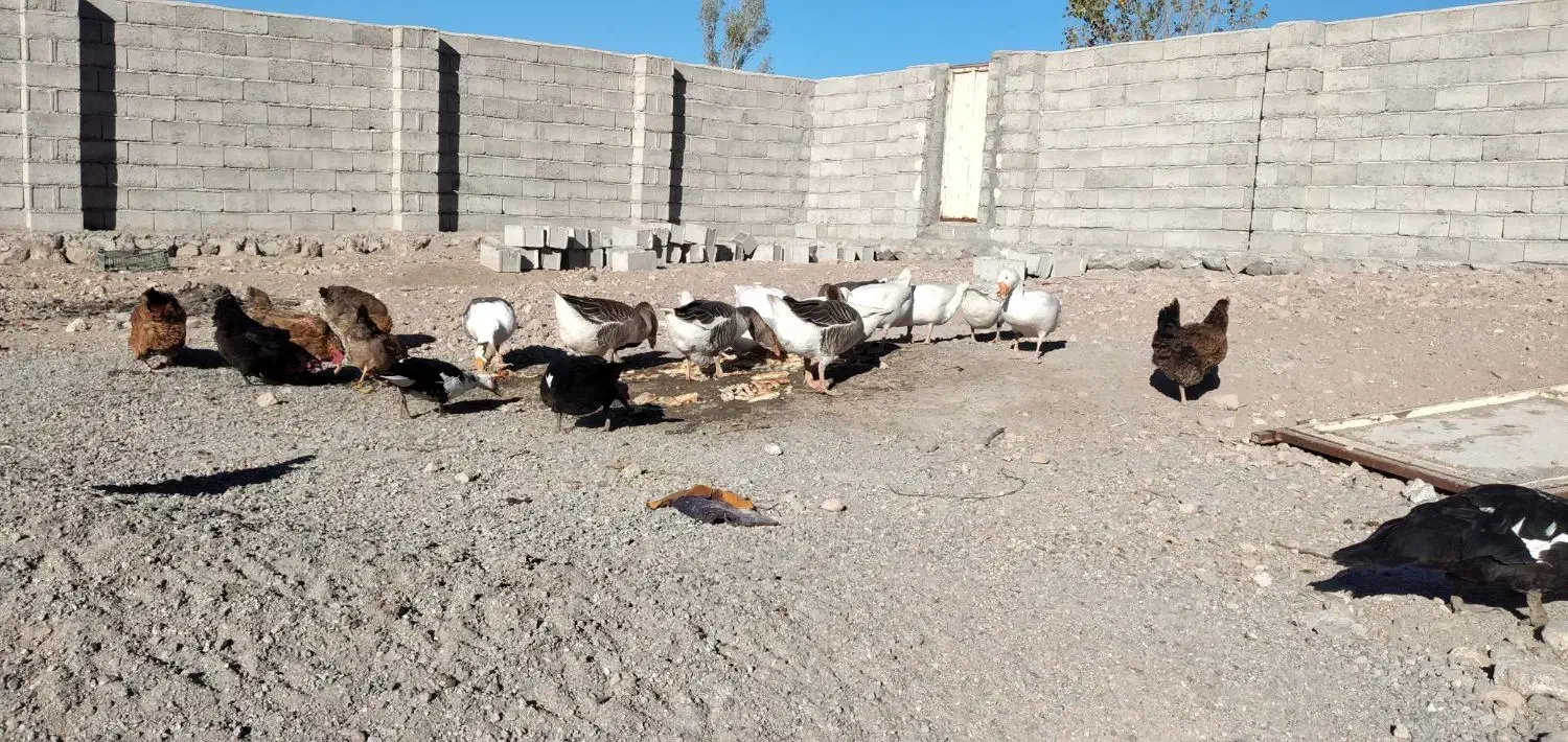 غاز و قوغاز واردک روسی|حیوانات مزرعه|مشگین شهر, |دیوار