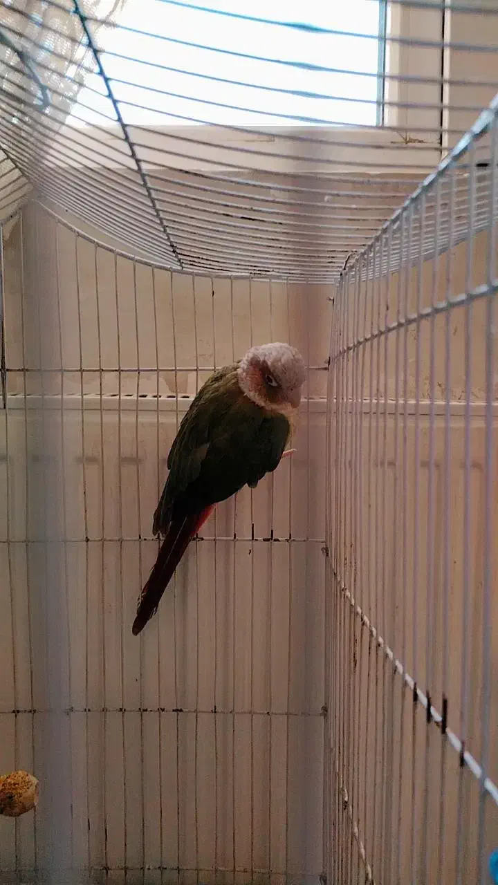 طوطی 1 ساله باهوش|پرنده|هشتگرد, فاز ۷ مهستان|دیوار