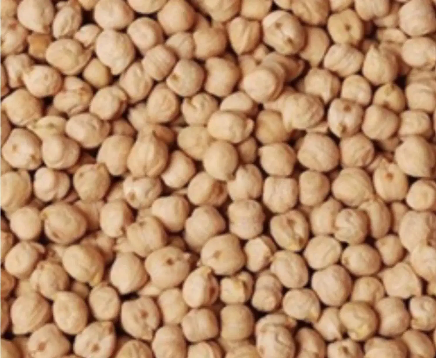 بذر نخود پاییزه رقم گوکسو|حراج|ایوان, |دیوار