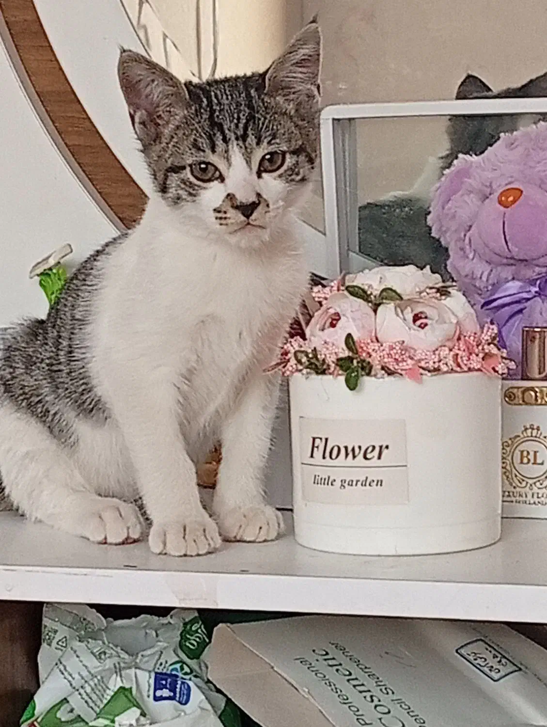 ۲ عدد بچه گربه و مادرشون|گربه|کرمانشاه, |دیوار