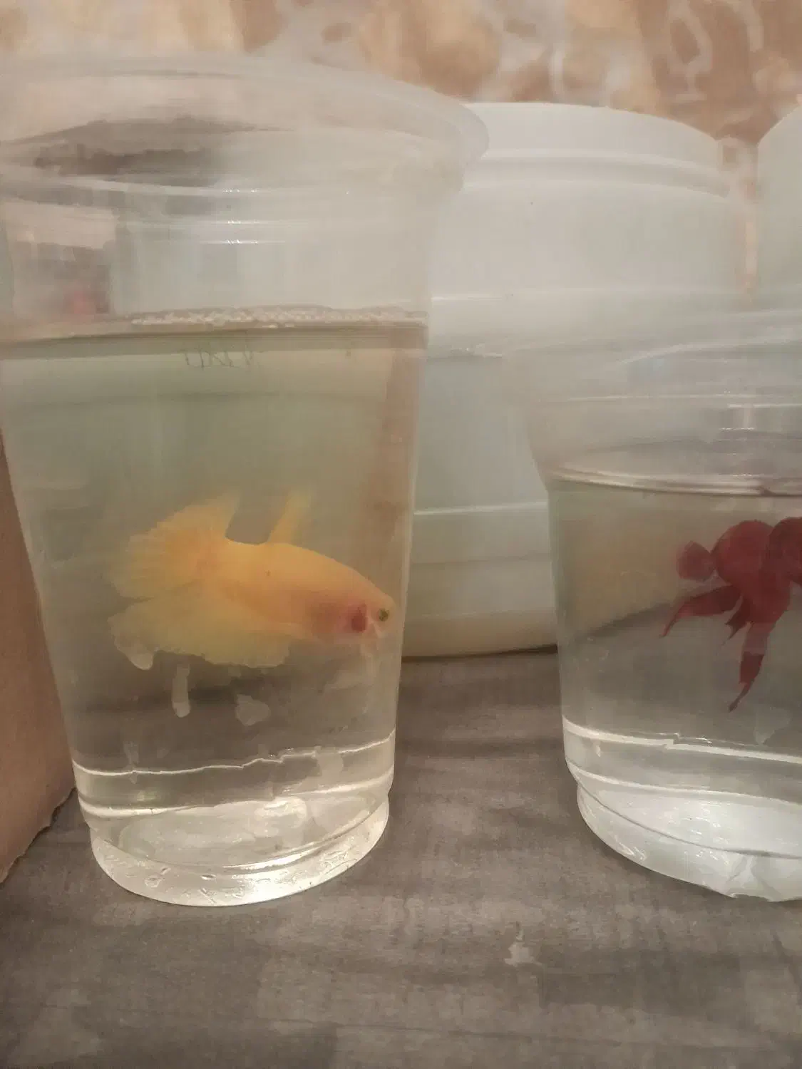 ماهی فایتر نر|ماهی|تهران, زهتابی|دیوار