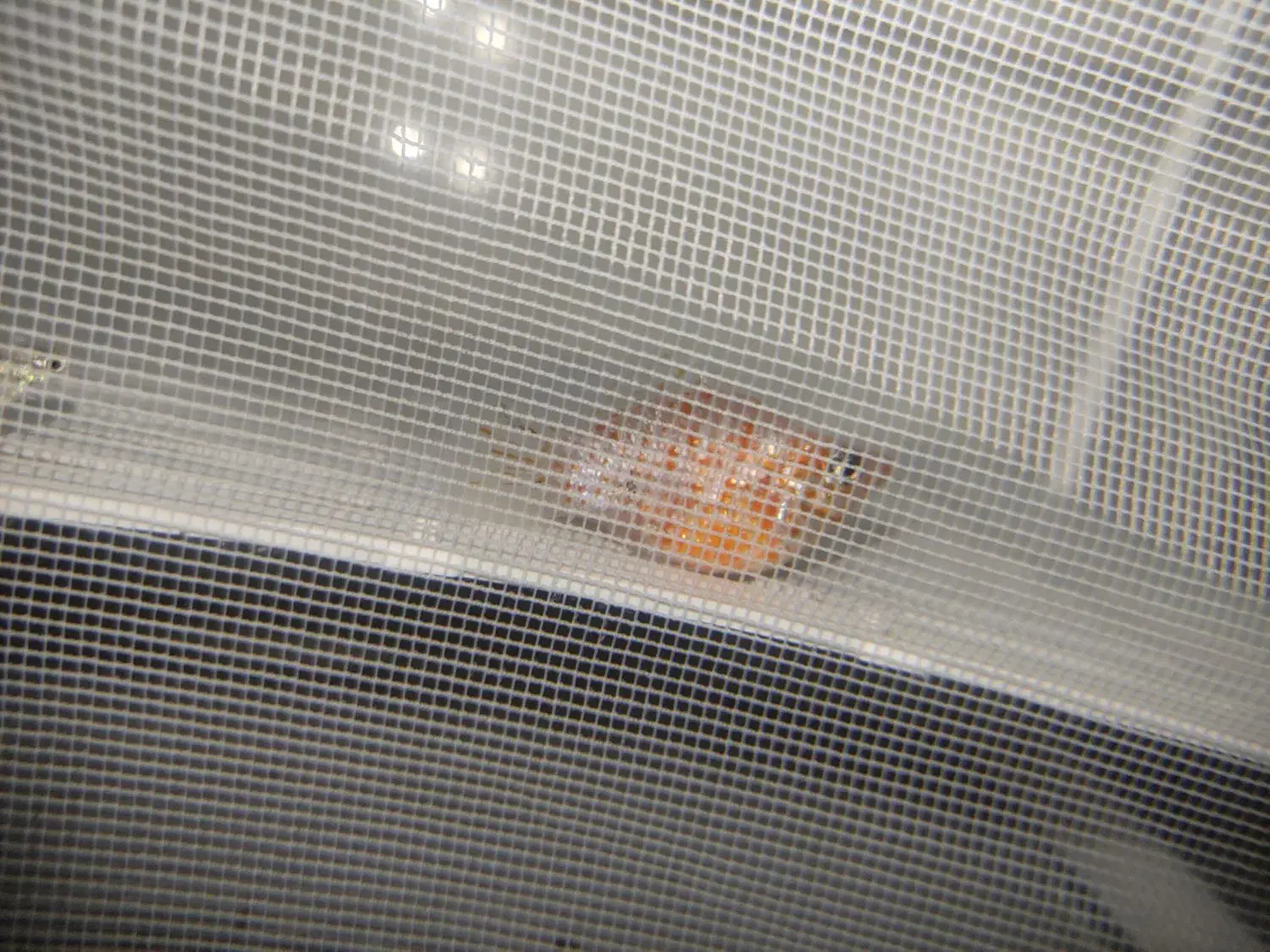 ماهی قیمت عالی|ماهی|تربت جام, نظامی|دیوار