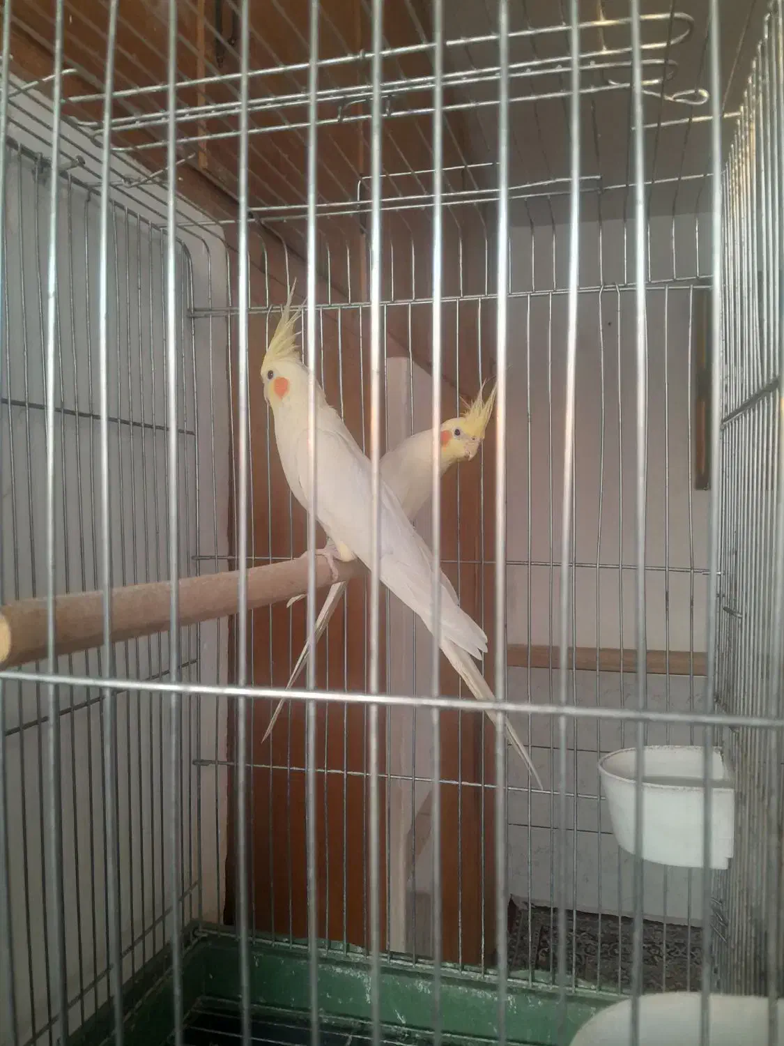 جفت عروس هلندی کینگ سایز|پرنده|خرمدره, |دیوار