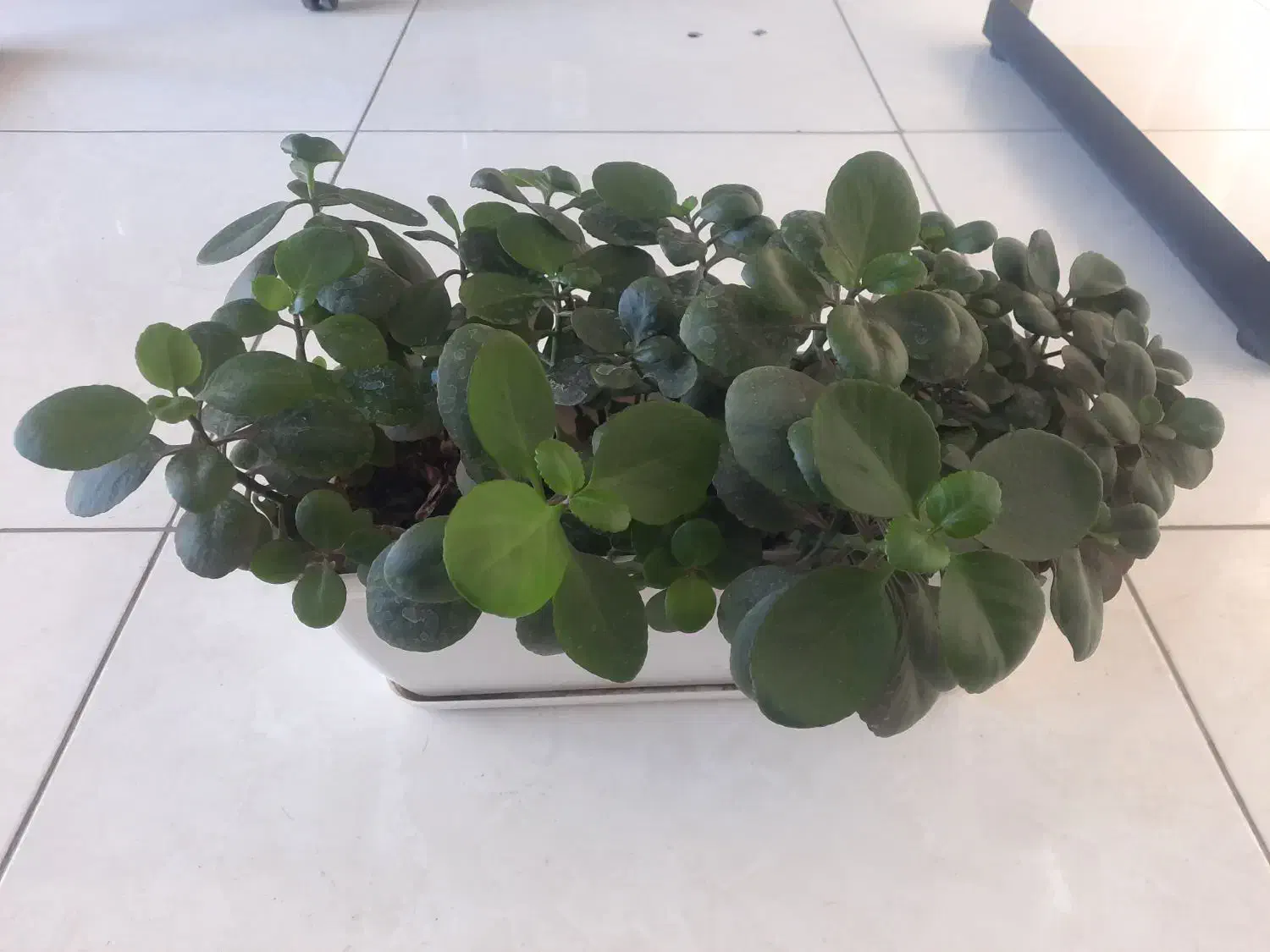 گل طبیعی پر و سرحال|گل و گیاه طبیعی|پردیس, فاز ۸|دیوار