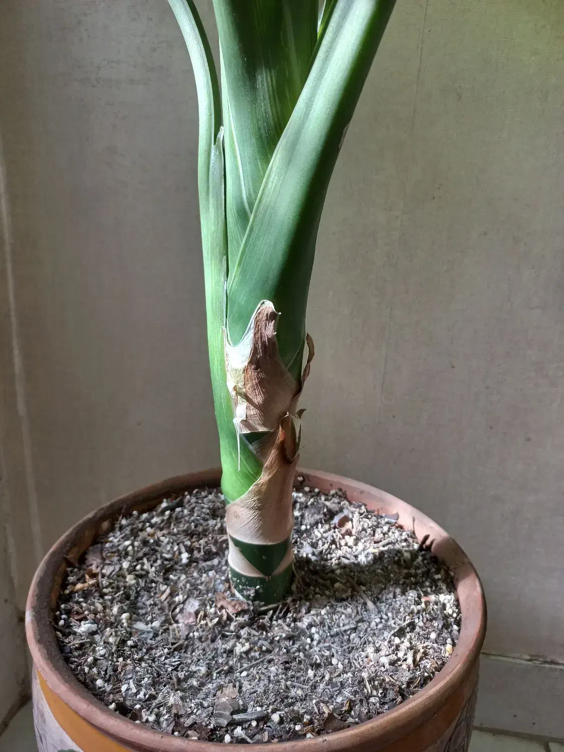 گل دیفن در پونک|گل و گیاه طبیعی|تهران, المهدی|دیوار