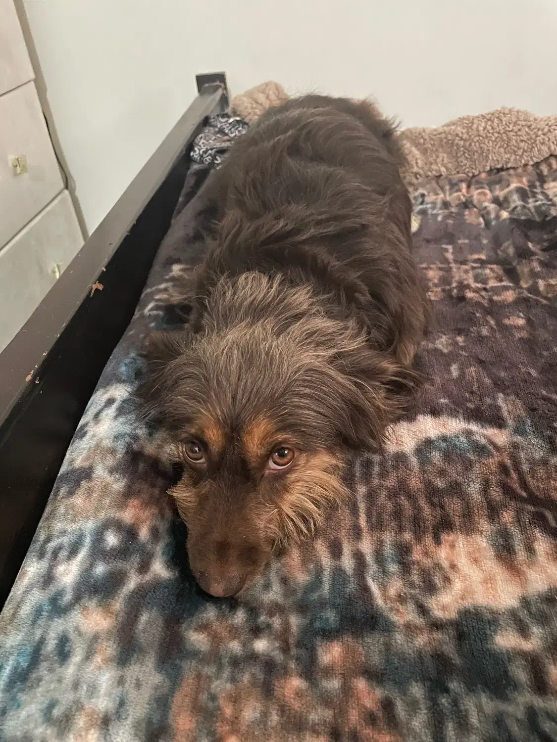 شیتزو تریر|سگ|تهران, کرمان|دیوار