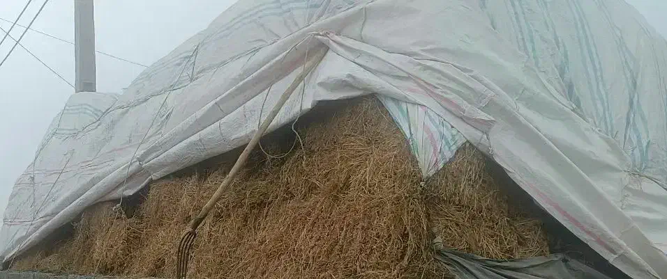 یونجه|عمدهفروشی|پارسآباد, |دیوار