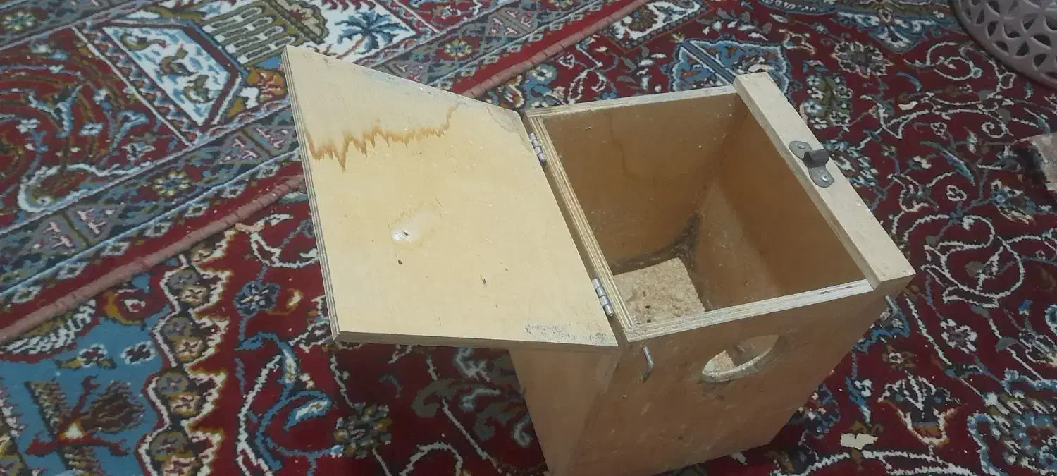 یک جفت طوطی برزیلی تخم گذار|پرنده|دورود, |دیوار