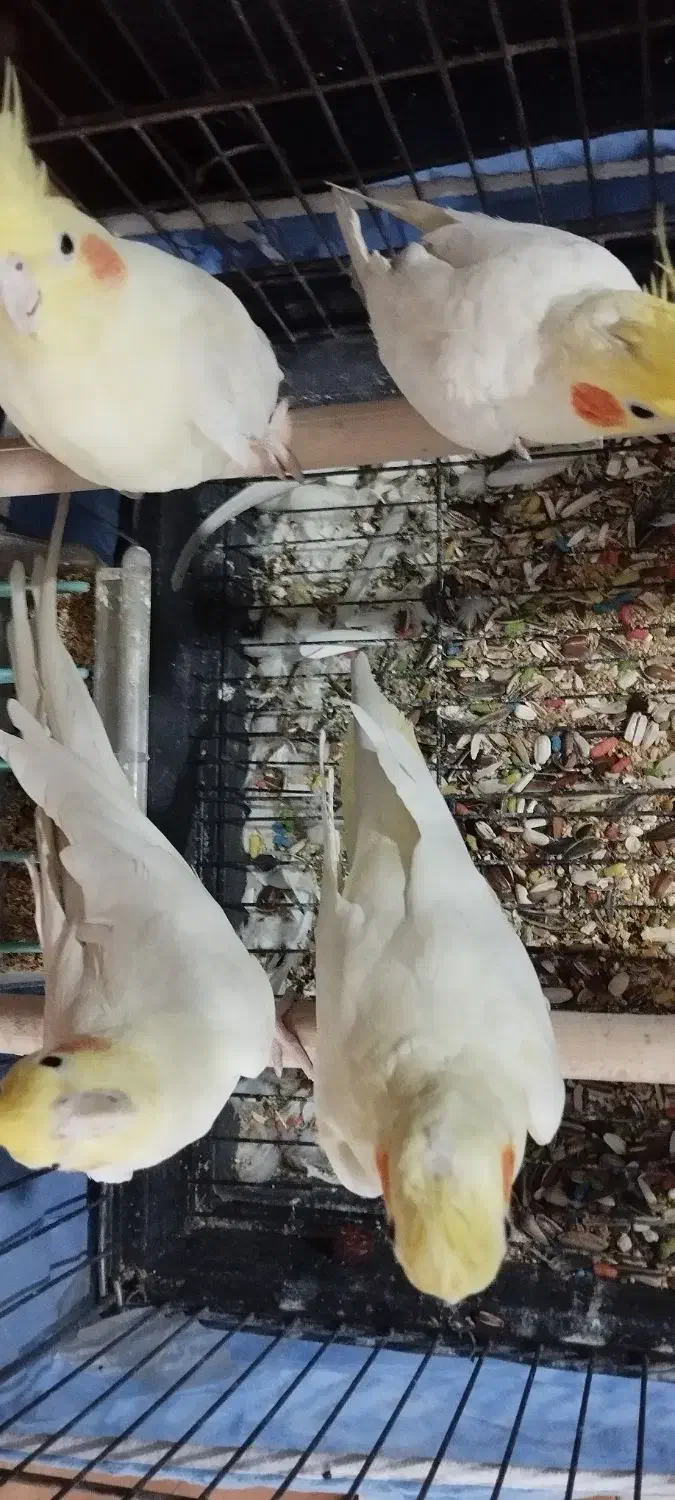 3 تا  عروس به قیمت|پرنده|فردیس, شهرک ارم|دیوار