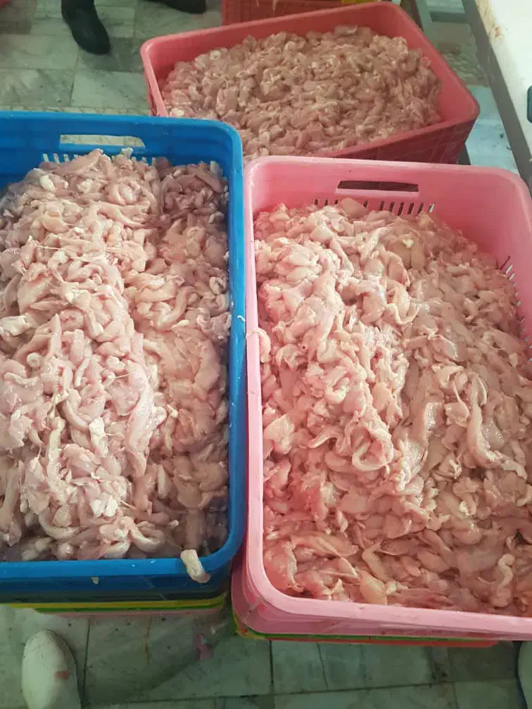 خرده مرغ (بچه فیله)|عمدهفروشی|شریفآباد, |دیوار